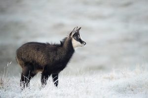 Jeune chamois dans la nature givrée