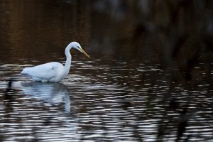 aigrette au petit matin dans les marécages réserve de champ-pittet